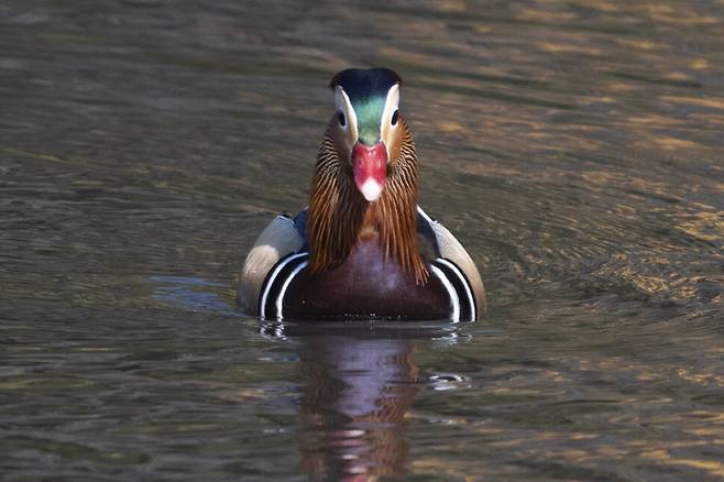 목덜미에 황금색 깃털이 당당하게 보인다. 암컷 원앙의 간택을 걱정할 필요가 없을 것 같다.