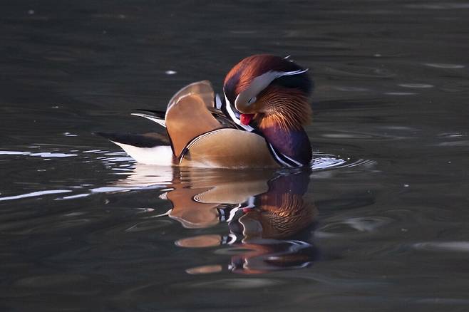 철저한 깃털 관리는 내년 봄 짝을 만날 기회가 된다.