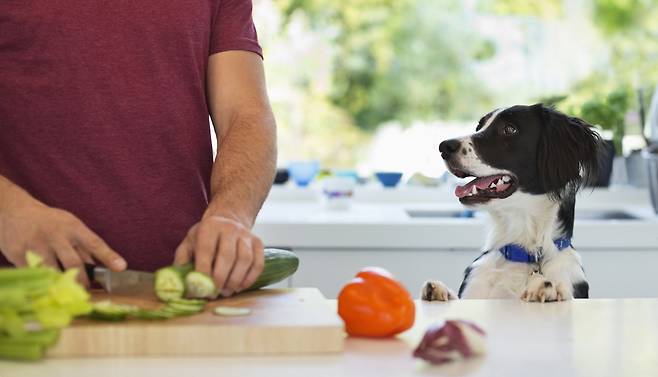 반려동물에게 먹이는 간식은 일일필요열량의 10% 이내로 제한하는 것이 수의학계 권고다./사진=클립아트코리아