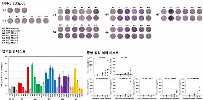 대장암 마우스 모델 대상 면역원성 및 종양성장억제 테스트 결과/사진제공=CG인바이츠