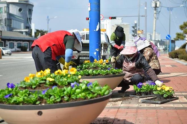 속초시 봄꽃 식재 사업 [속초시 제공.재판매 및 DB 금지]