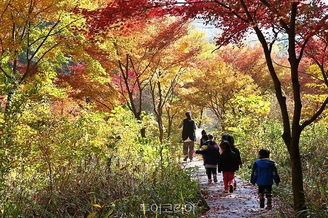 두륜산 가을 단풍/사진-해남군