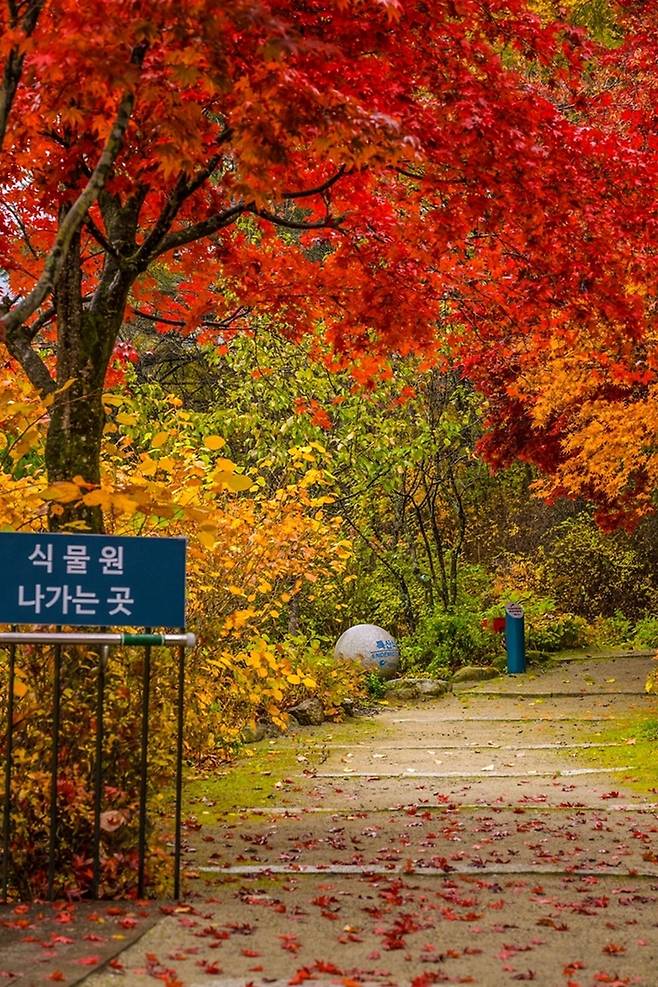 국립한국자생식물원의 가을 풍경 [한수정 제공. 재판매 및 DB 금지]