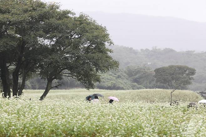 제주시 조천읍 와흘리 메밀밭을 관광객 등이 우산을 쓰고 걷고 있다. 2024.10.9/뉴스1 ⓒ News1 강승남 기자