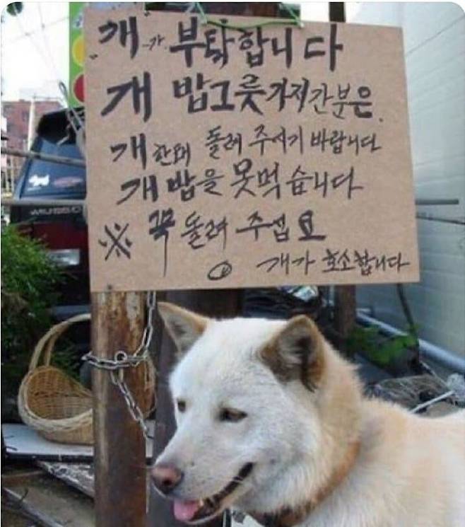 1.jpg 개 밥그릇 가져간 분은 돌려주시기 바랍니다.jpg