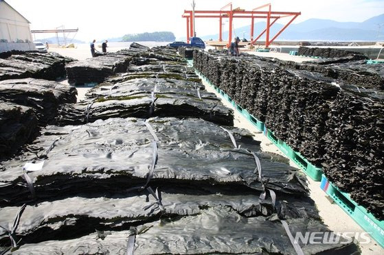 전남 완도군에서 생산된 다시마가 선적을 위해 항구로 옮겨지고 있다. 뉴시스