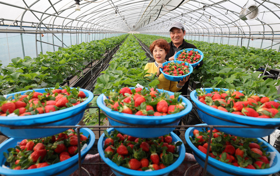 Strawberry farmers in Hamyang County, South Gyeongsang, present their first harvest on Sunday. [HAMYANG COUNTY]