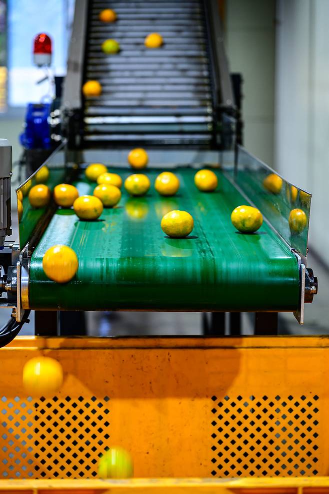 14일 제주 서귀포 남원농협 감귤거점 산지유통센터(APC)에서 감귤 선별 작업이 이뤄지고 있다. 컨베이어 벨트 위에서 비상품으로 분류된 감귤이 떨어지고 있다. [공동취재단]