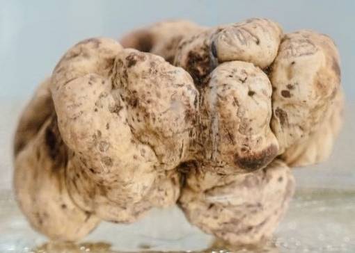 최근 홍콩 경매에서 2억여원에 낙찰된 908g의 ‘화이트 트러플’ 모습. Castellana