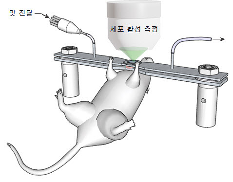 미각 생체 영상 기술 개요도.(자료=서울대)