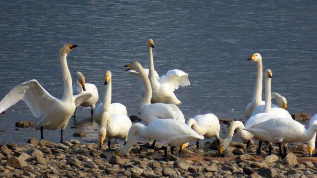 해마다 당정섬을 찾고 있는 멸종위기 야생동물 2종 큰고니들. 박선미 하남시의원 제공
