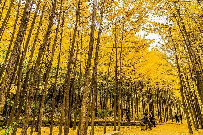 서울숲의 은행나무숲 길                        사진제공｜서울관광재단