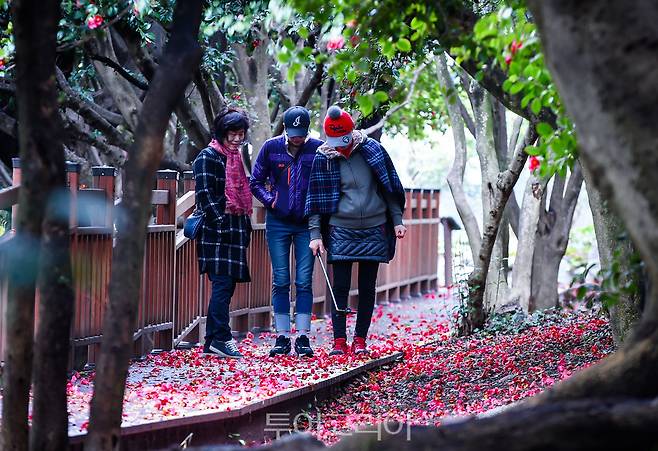여수 오동도 동백/사진-여수시