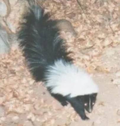 스컹크의 한 종류인 모자스컹크/National Park Service