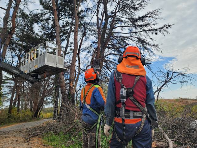 ▲ 15일 강릉 저동에서 2023년 산불 벌채 작업이 진행 중이다.