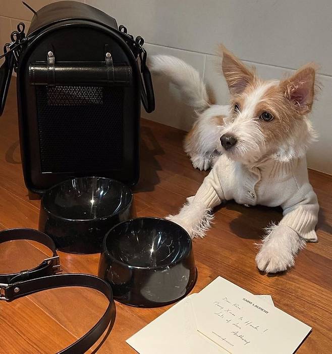 아이돌그룹 블랙핑크 로제의 반려견 행크. 옆에는 400만원대 생로랑 이동장이 보인다. 사진=SNS 캡처
