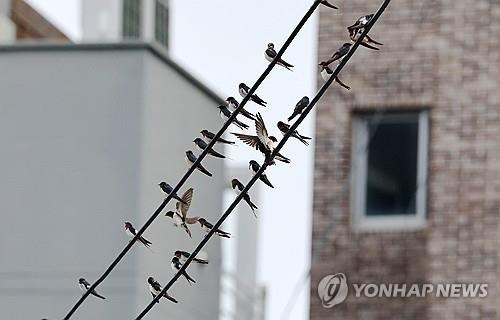 강남 갈 준비하는 제비들 [연합뉴스 자료사진]