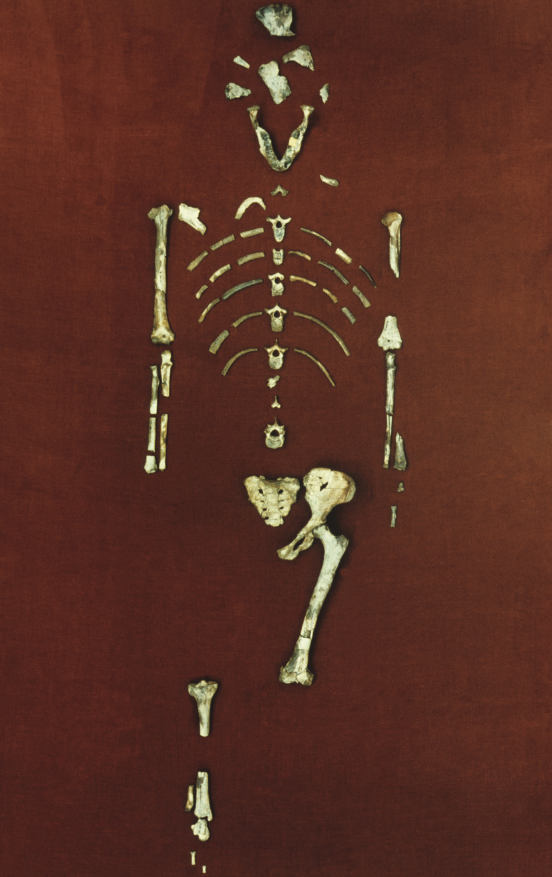 루시 뼛조각 화석. 팔뼈, 두개골, 아래턱, 골반, 갈비뼈 등이 포함된 47개의 뼛조각으로 이뤄져 있다. 애리조나주립대 인류기원연구소 제공