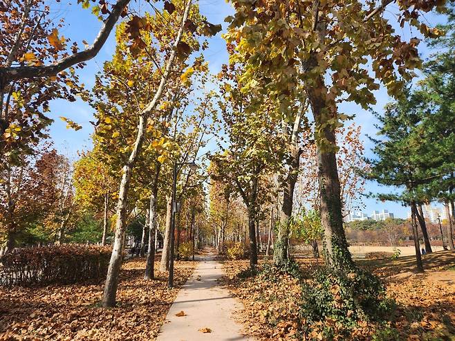 20241125_115224.jpg 늦가을 보라매공원 사진 보고 가라