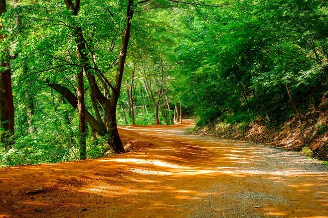 순환임도 14.5㎞ 구간에 질 좋은 황토 2만여t을 투입해 조성한 대전 계족산 황톳길은 '맨발걷기' 명소로 각광받고 있다. 사진=연합뉴스