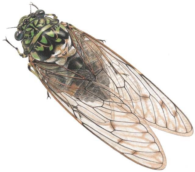 권혁도 작가가 그린 '참매미'. 참매미는 산이나 숲이나 들판 어디서든 볼 수 있고 도시 건물 벽에 앉아서 울기도 한다. '맴 맴 맴 맴 매애앰' 하고 운다. 한여름 맑은 날 해 뜰 무렵 가장 왁자하게 운다. 보리 제공