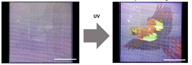 울산과학기술원(UNIST) 에너지화학공학과 이지석 교수팀이 은 나노 입자를 활용한 광식각 자동화 프린팅 공정으로 반 명함 크기보다 큰 앵무새 이미지를 30분 안에 찍어냈다. UNIST 제공