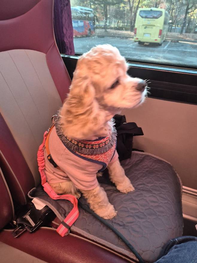 강아지도 안전벨트를 메고 출발