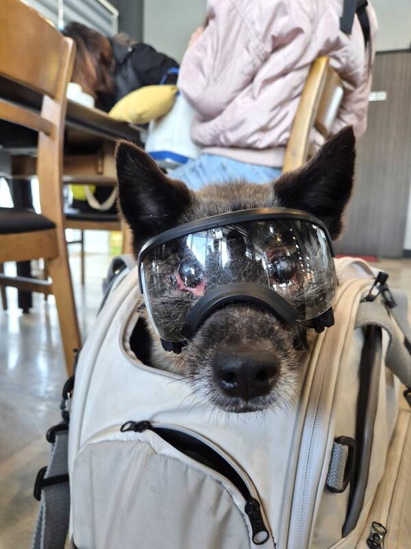 식당에서 얌전히 기다리는 우주