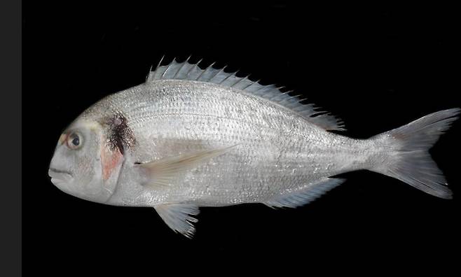 미기록종 도미류 어류 [호남권생물자원관 제공·재판매 및 DB 금지]