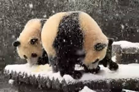 눈놀이하는 루이바오와 후이바오. (사진=유튜브 뿌빠TV)