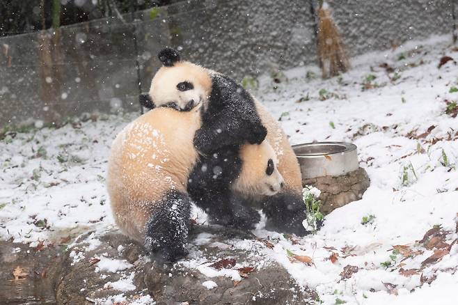 27일 경기 용인 에버랜드 판다월드 야외 방사장에서 쌍둥이 판다 루이바오와 후이바오가 태어나서 처음으로 겨울 눈 위를 뒹굴며 놀고 있다. /삼성물산 리조트부문