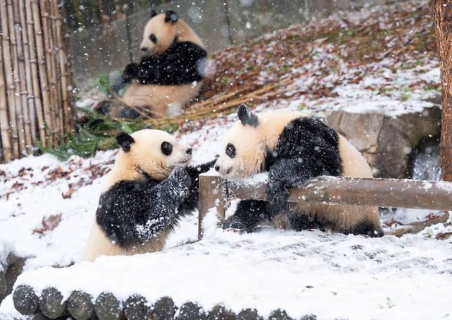27일 경기 용인 에버랜드 판다월드 야외 방사장에서 쌍둥이 판다 루이바오와 후이바오가 태어나서 처음으로 겨울 눈 위를 뒹굴며 놀고 있다. /삼성물산 리조트부문