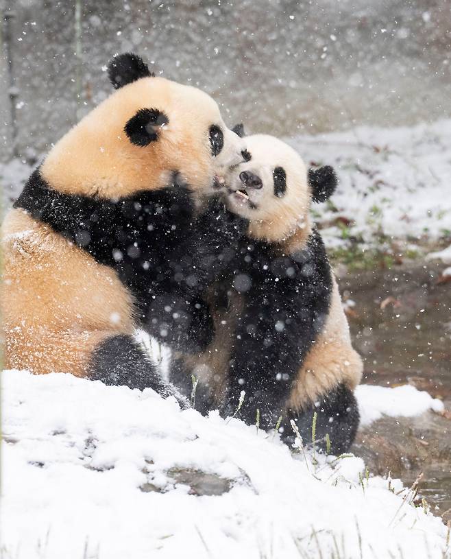 27일 경기 용인 에버랜드 판다월드 야외 방사장에서 쌍둥이 판다 루이바오와 후이바오가 태어나서 처음으로 겨울 눈 위를 뒹굴며 놀고 있다. /삼성물산 리조트부문