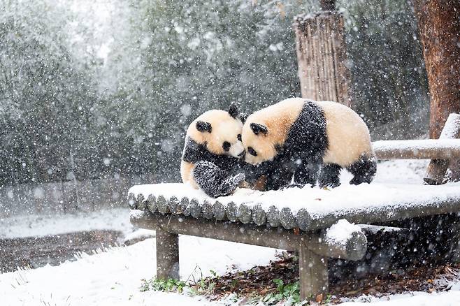 27일 경기 용인 에버랜드 판다월드 야외 방사장에서 쌍둥이 판다 루이바오와 후이바오가 태어나서 처음으로 겨울 눈 위를 뒹굴며 놀고 있다. /삼성물산 리조트부문