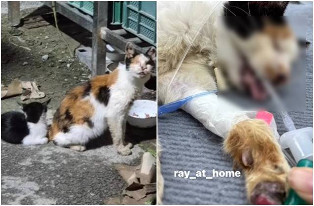 학대 당한 고양이들의 평소 모습(왼쪽 사진)과 시각장애가 있던 삼색 고양이가 학대 이후 병원 진료를 받는 모습. A씨가 잡아간 검정색 턱시도 고양이는 실종된 상태다. 동물권 시민연대 레이 인스타그램 캡처