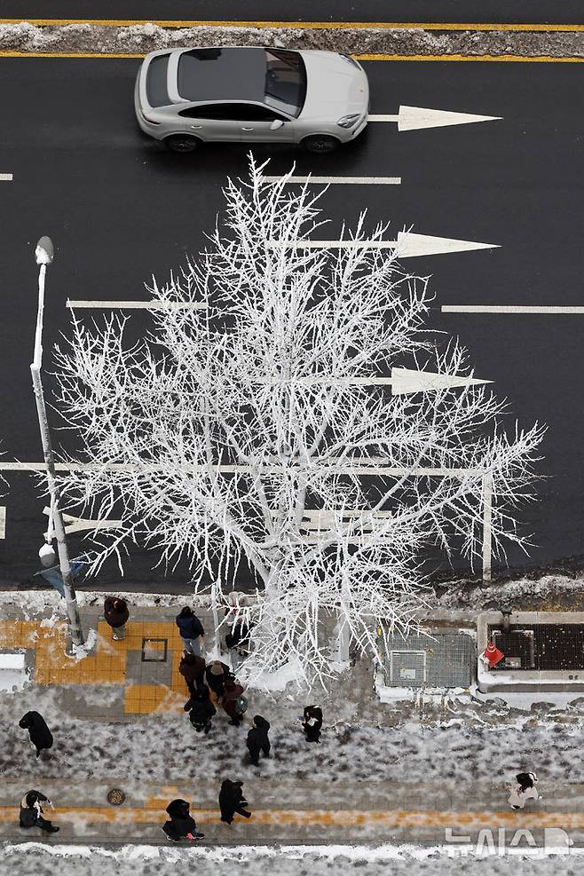 [서울=뉴시스] 김금보 기자 = 27일 서울 중구 세종대로 가로수에 눈이 쌓여 있다. 2024.11.27. kgb@newsis.com