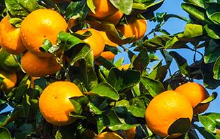 궁천조생. 서귀포 문화예술포털