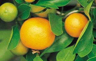 일남1호. 서귀포 문화예술포털