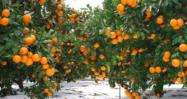 바닥에 타이벡을 깔고 재배 중인 감귤. 농촌진흥청