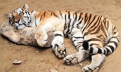 사진=서울대공원 제공