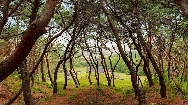 파주 장릉 능침 둘레길 서헌강 사진작가 촬영 [국가유산청 궁능유적본부 제공. 재판매 및 DB 금지]