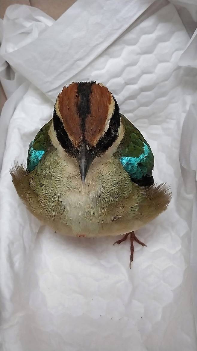 팔색조 [광주야생동물구조관리센터 제공. 재판매 및 DB 금지]