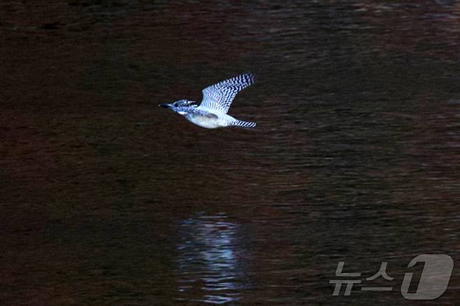 100년 전 국내에서 사라진 것으로 알려진 뿔호반새가 경남 산간의 한 계곡에서 발견됐다. (생태사진작가 임재수씨 제공) 2024.11.29/뉴스1