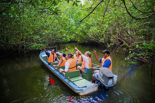 맹그로브 디스커버리 투어(Bintan Mangrove Discovery Tour)/사진-인도네시아관광청