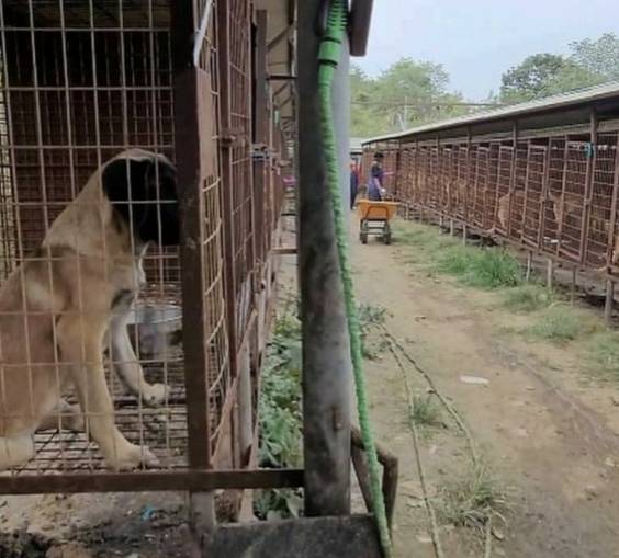 인천 계양산 개농장의 옛날 모습. 아무것도 할 수 없는 비좁은 뜬장. 이런 곳에 갇혀서 음식물 쓰레기나 먹으며 살다가, 죽을 때가 되어서야 바깥으로 나올 수 있었다./사진=아크 보호소(@ark_animalrightskorea)