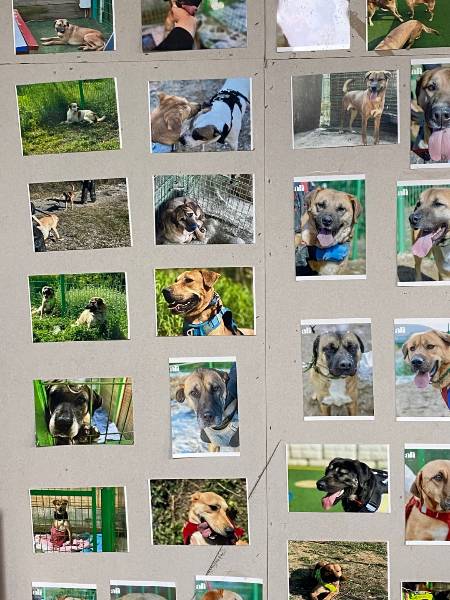 아크 보호소 벽에 붙어 있는 개들의 사진. 무려 150마리의 개들이 국내와 해외로 입양 가서 잘 살아가고 있다. 붙은 사진 하나, 하나에서, 살린 이들의 마음이 고스란히 다 느껴졌다./사진=남형도 기자