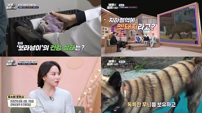 KBS 2TV '동물은 훌륭하다'