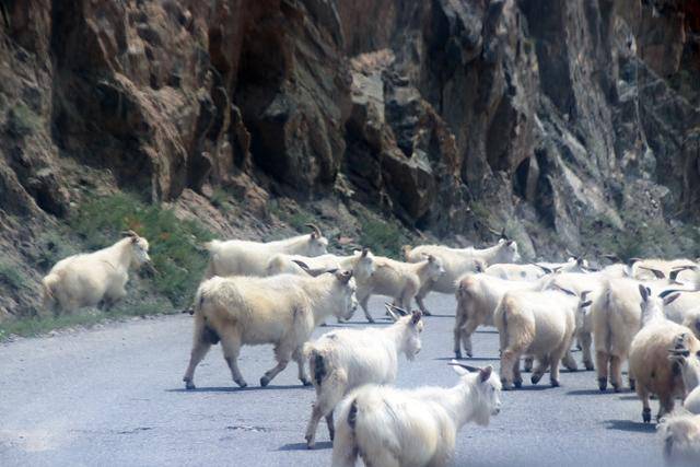 청성고진 가는 길에 만난 양떼. ⓒ최종명