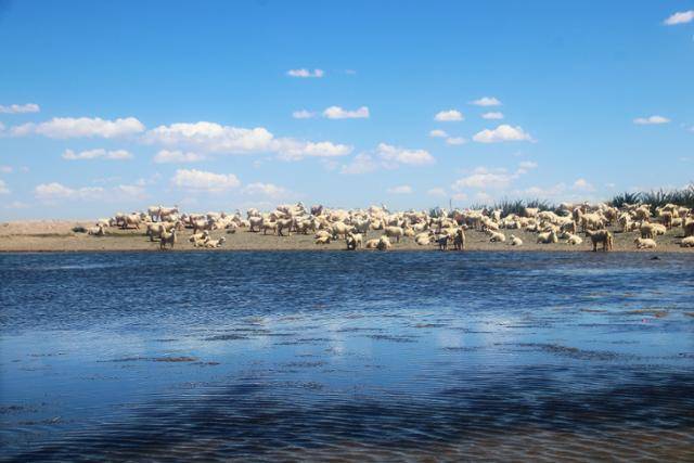 영태고성의 용급해와 양떼. ⓒ최종명