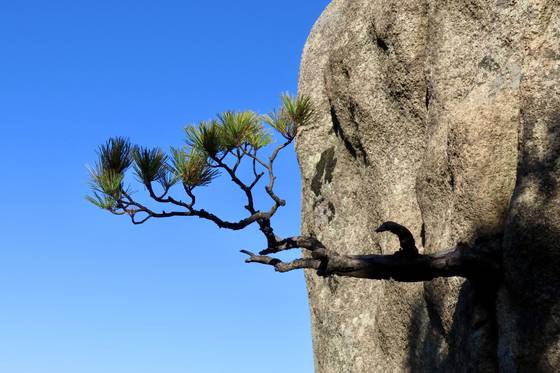 용봉산 노적봉 정상 아래에 있는 '옆으로 크는 나무'는 '용봉산의 보물' 중 하나다. 김홍준 기자